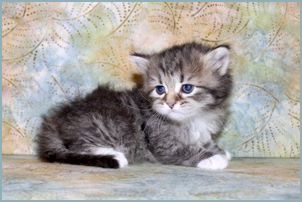 Female Siberian Kitten from Deedlebug Siberians